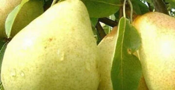 Pear Yellow 30 - 50cm