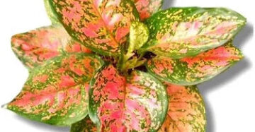 Aglaonema Dud Anjamani 2 - 4 leaves
