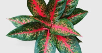 Aglaonema Hot Lady 2 - 4 leaves