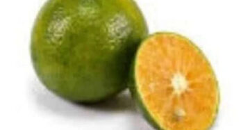 Citrus Sonkit 30 - 50cm