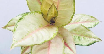 Aglaonema Frozen 2 - 4 leaves