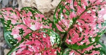 Aglaonema Dud Tricolor 2 - 4 leaves