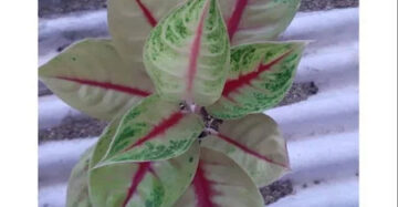 Aglaonema Jackpot 2 - 4 leaves