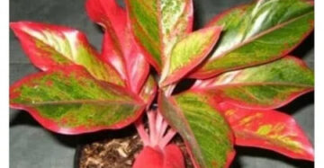 Aglaonema Red Lipstick 2 - 4 leaves