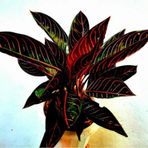 Aglaonema Red Sumatra 2 - 4 leaves