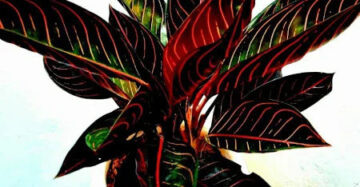 Aglaonema Red Sumatra 2 - 4 leaves