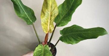 Philodendron Orange Marmalade 2-3 Leaves