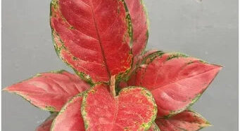 Aglaonema Black Maroon 2 - 4 leaves