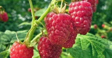 Raspberry Jumbo Merah 30 - 50cm