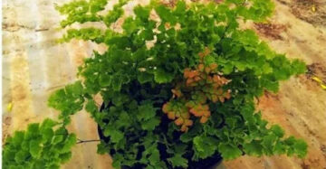 Adiantum Jordanii medium size