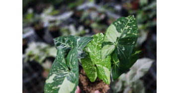 Syngonium Panda Galaxy 2 - 4 Leaves