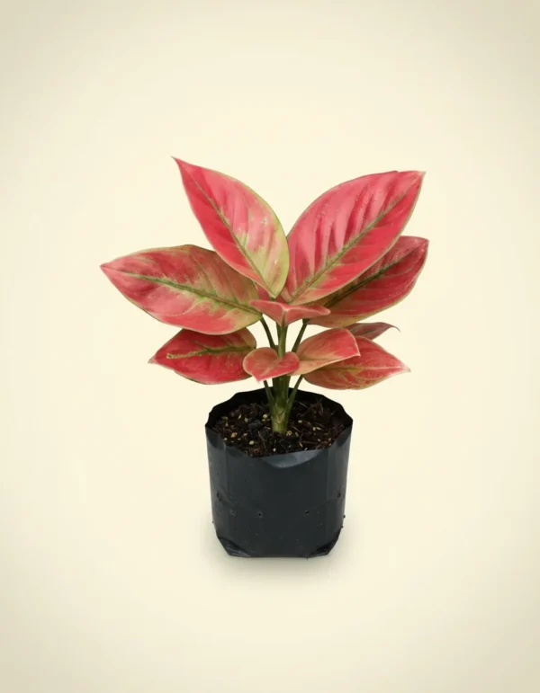 Aglaonema Ayu Nindi