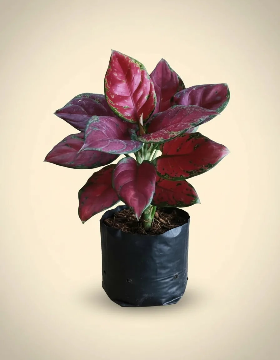 Aglaonema Blackmaroon
