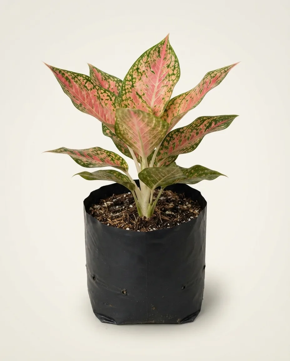 Aglaonema Dalmatian