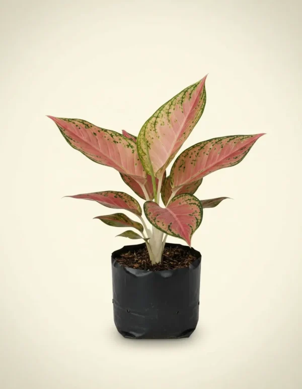 Aglaonema Dud Anjamani