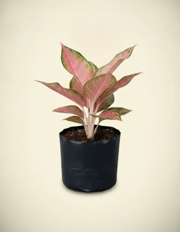 Aglaonema Gendis