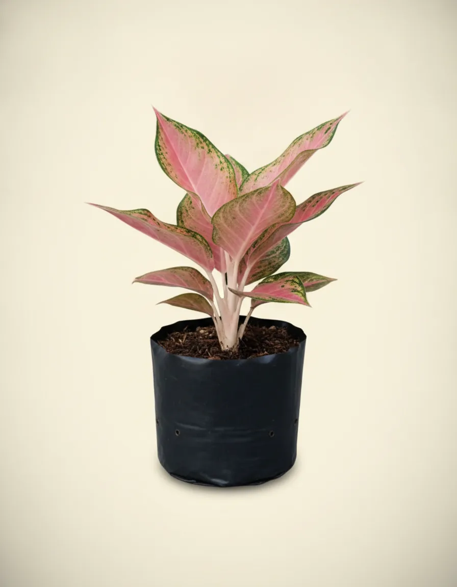 Aglaonema Gendis
