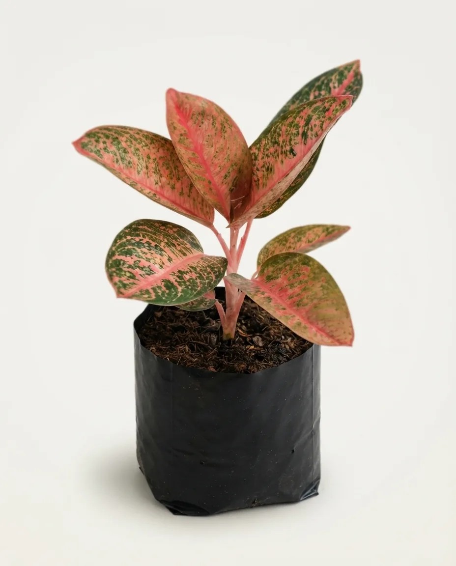Aglaonema Kendedes