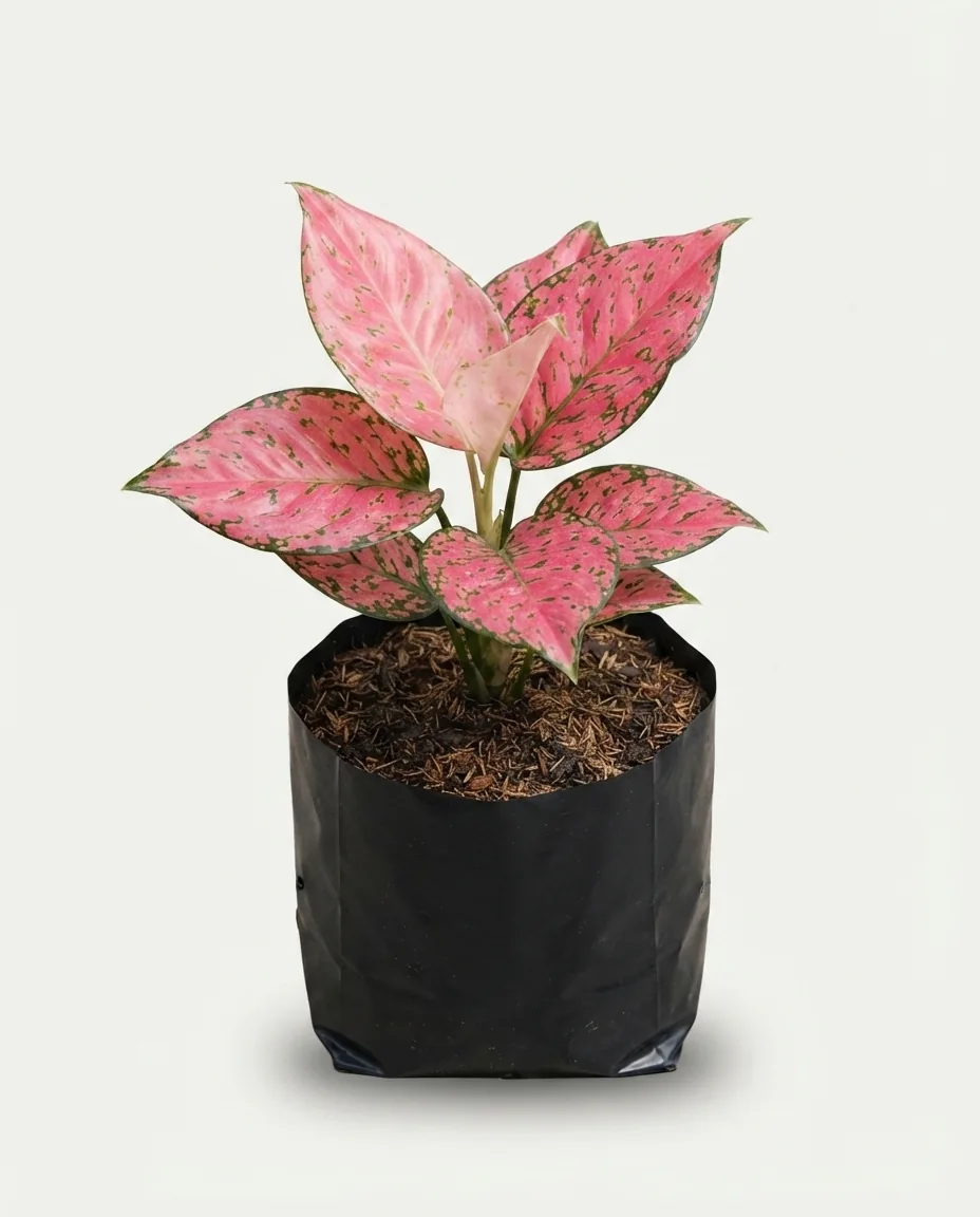 Aglaonema Kom Kom Magenta