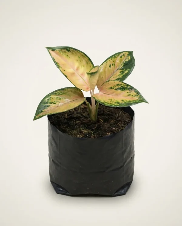 Aglaonema Pancawati