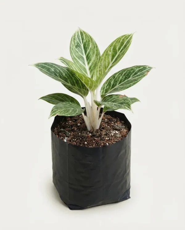 Aglaonema Pos White