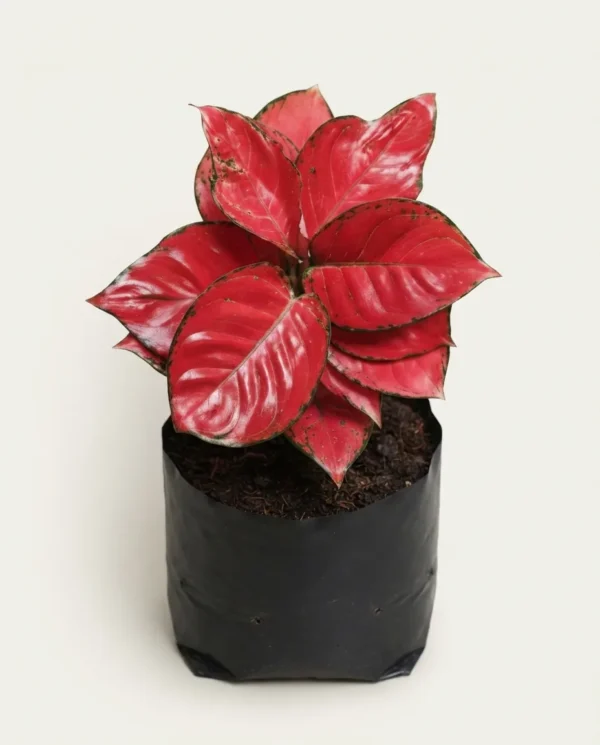 Aglaonema Red Anjamani