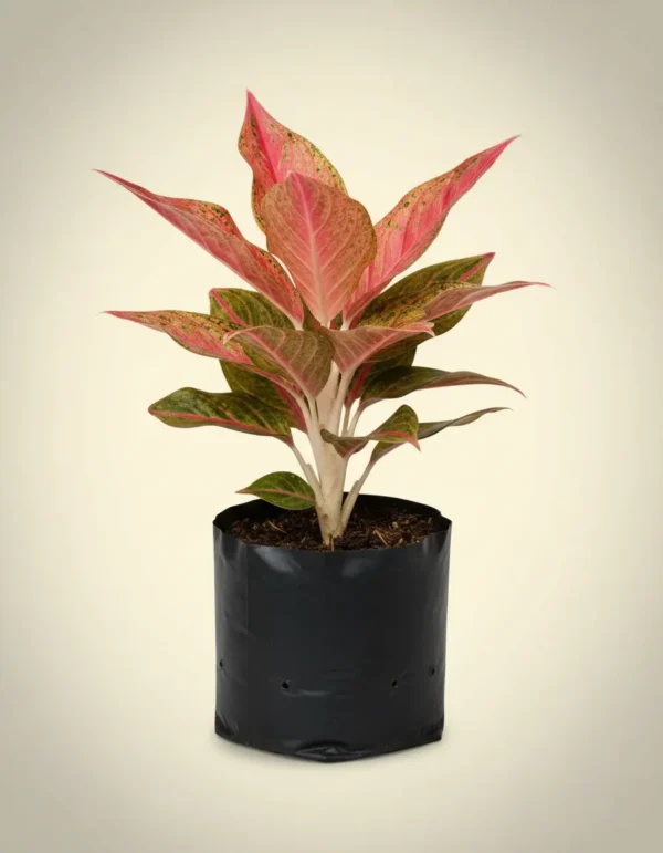 Aglaonema Red Legacy