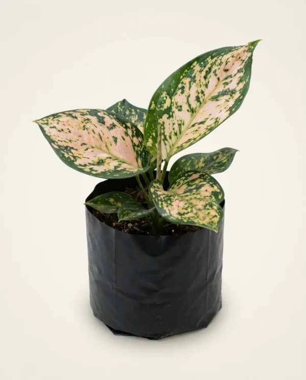Aglaonema Ruby Orange