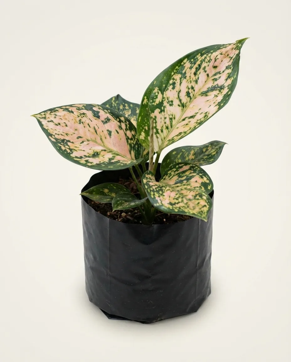 Aglaonema Ruby Orange
