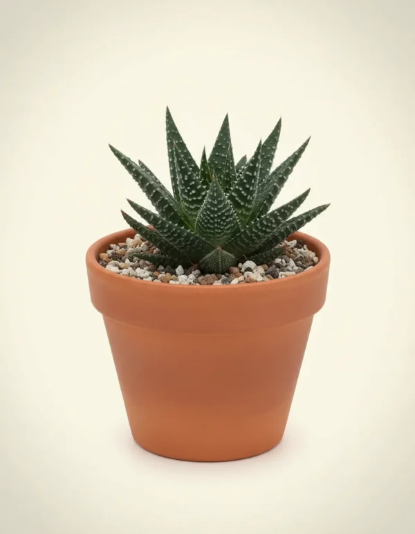 Aloe Aristata