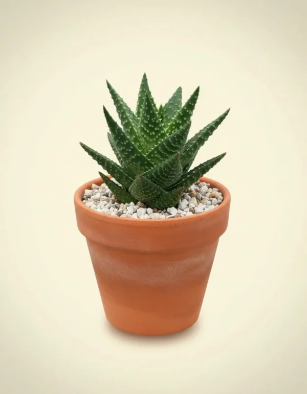 Aloe juvenna (Tiger Tooth Aloe)