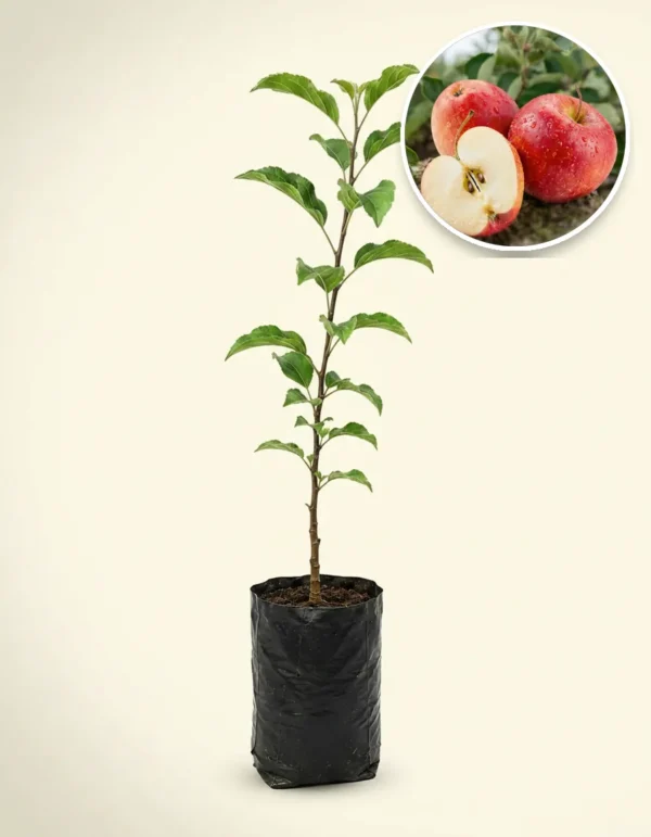 Apple Anna