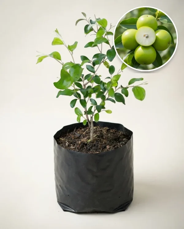 Apple Futsa