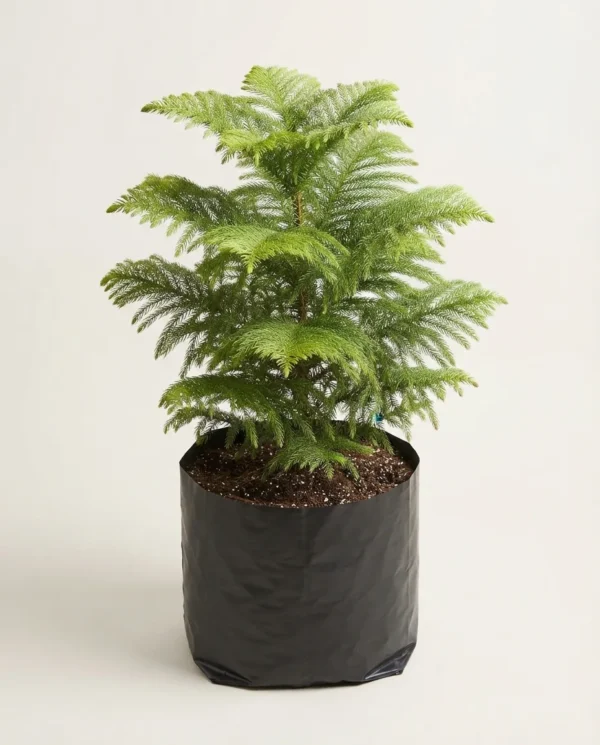 Araucaria heterophylla