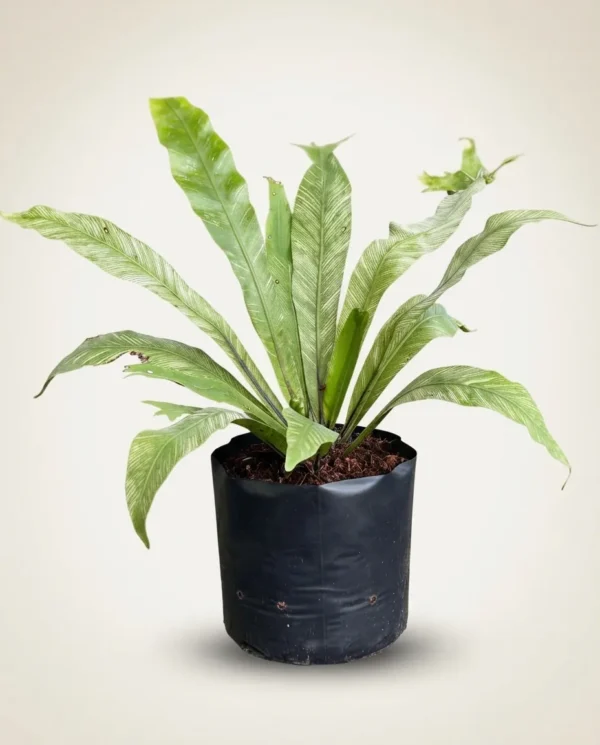 Asplenium nidus