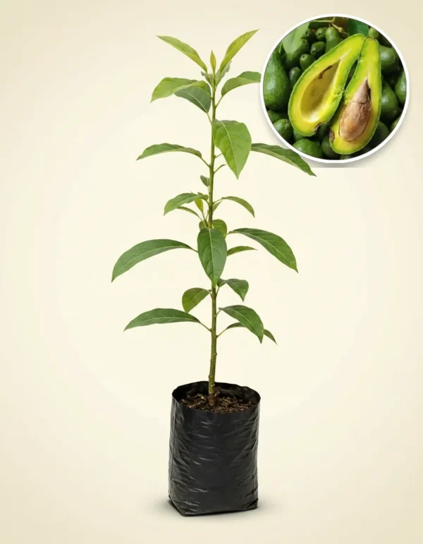 Avocado Aligator