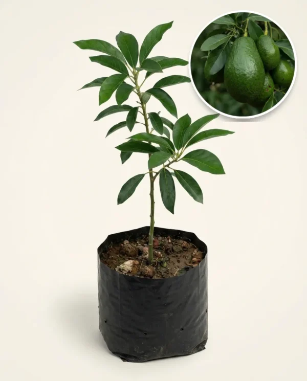 Avocado Almo Jumbo