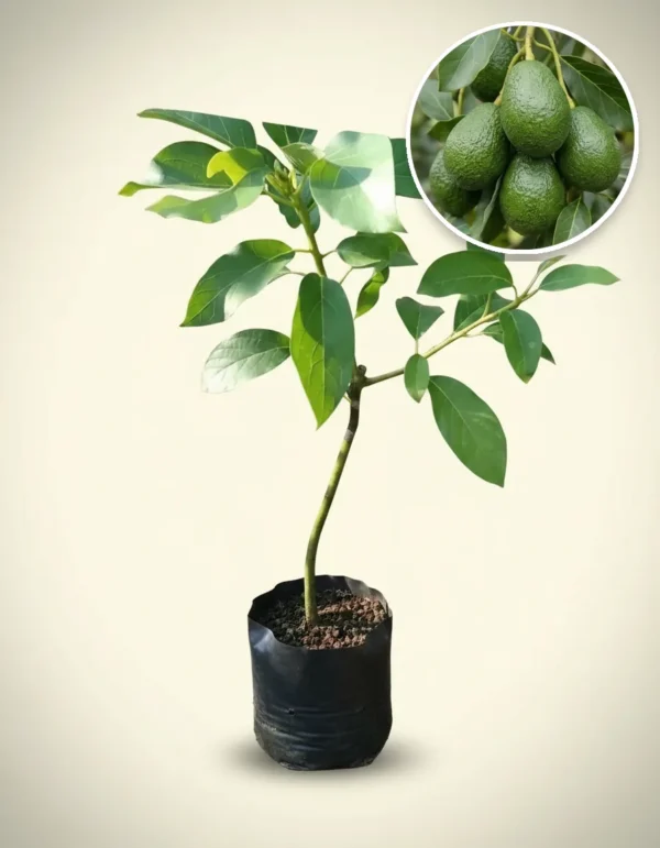 Avocado Jago
