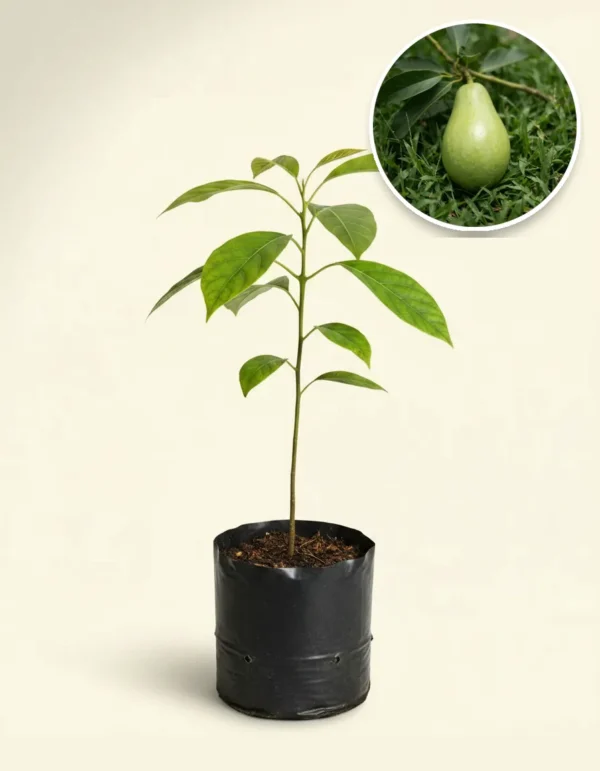 Avocado Kelud
