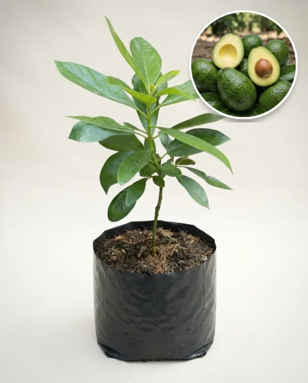Avocado Kendil