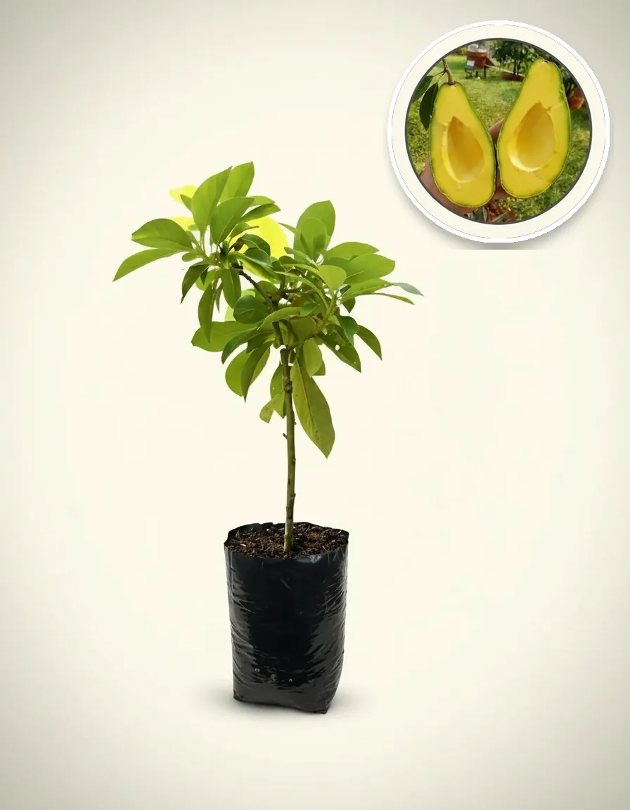 Avocado Mentega