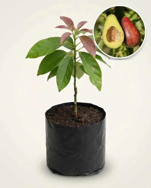 Avocado Red Vietnam