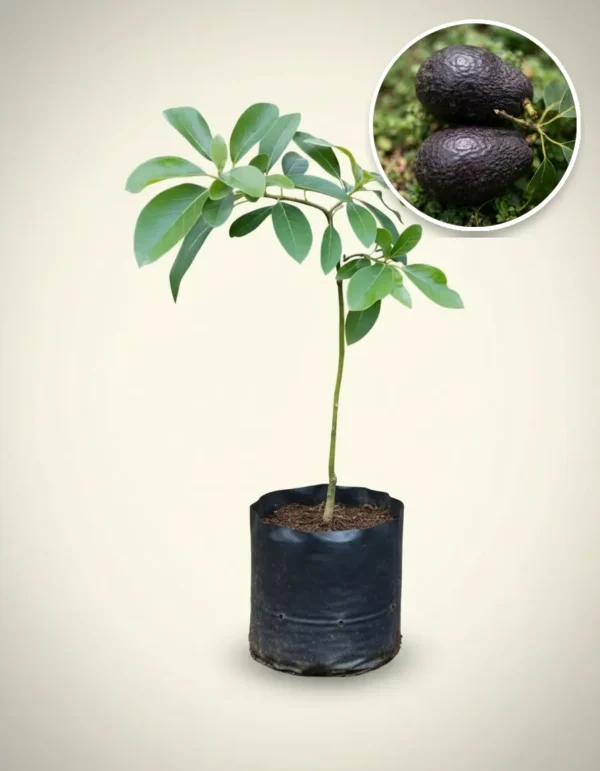 Avocado Yamagata