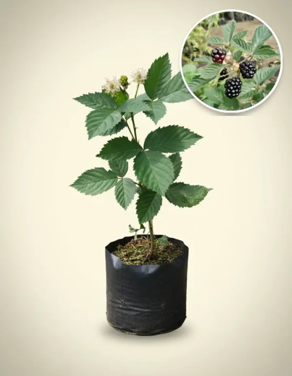 Blackberry Jumbo