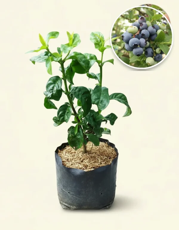 Blueberry