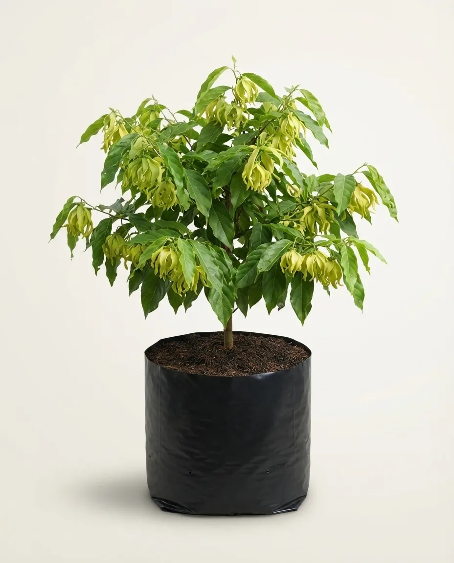 Cananga odorata forma macrophylla