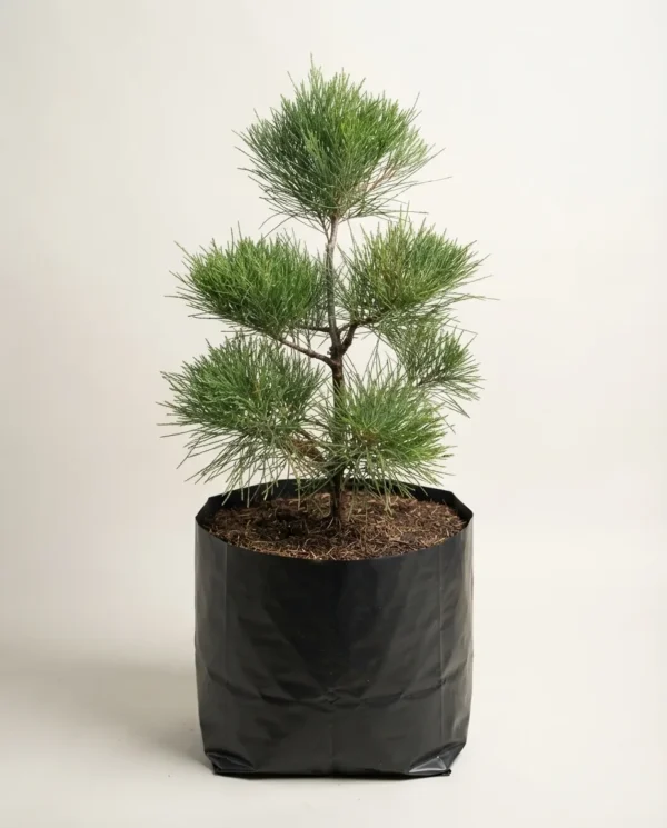 Casuarina equisetifolia