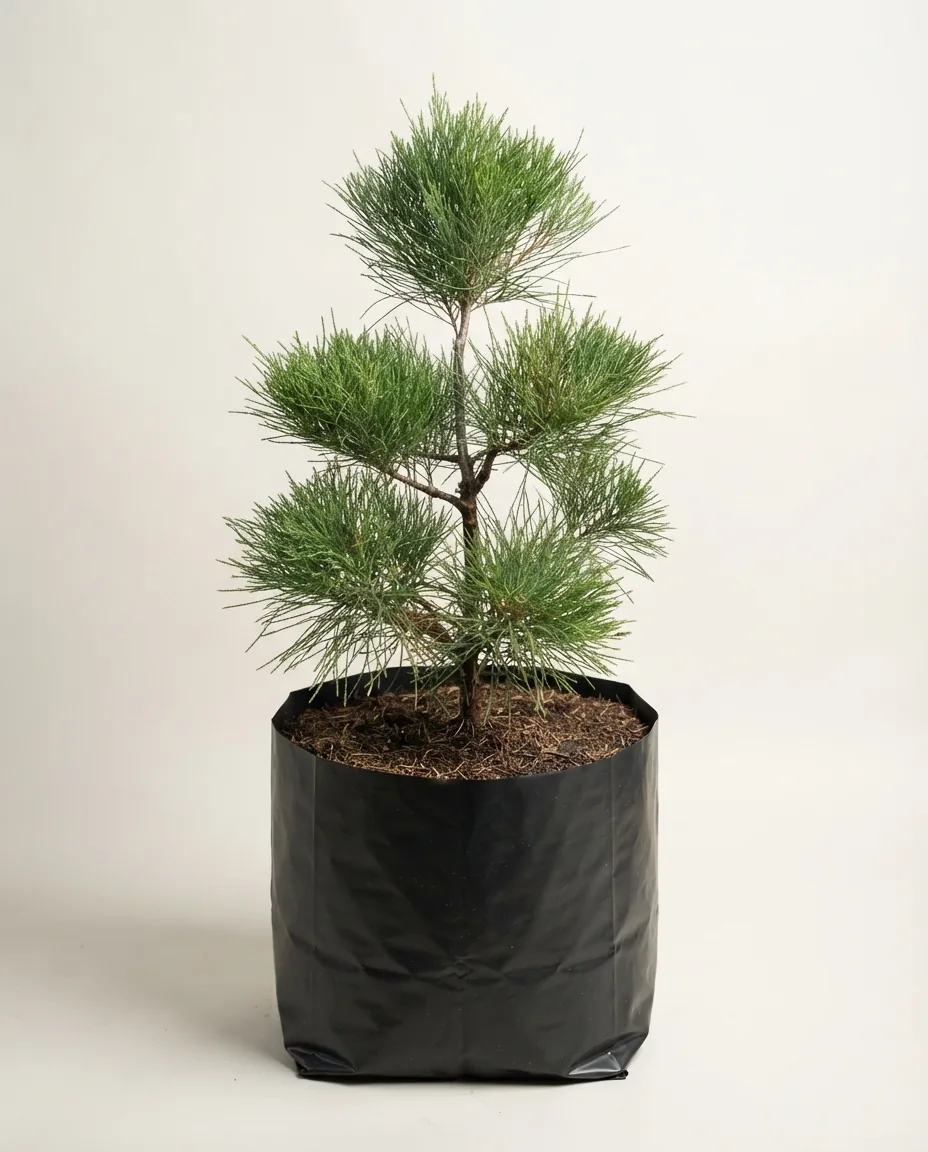 Casuarina equisetifolia