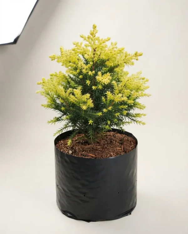 Casuarina sp. 'Ren Gold Pine'