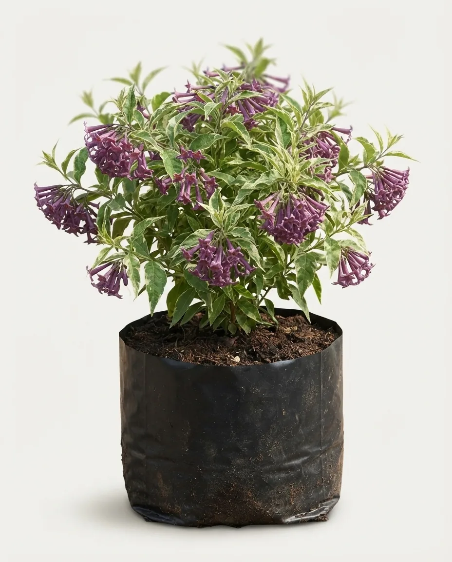 Cestrum cultum 'Cretan Purple'